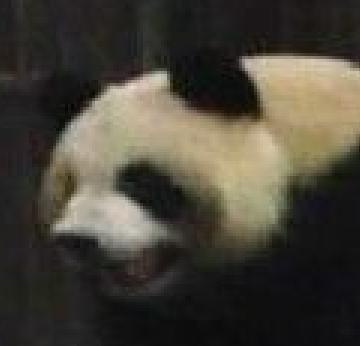 Panda sex closeup