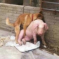 There Are Nearly 15,000 Dead Pigs In Shanghai’s River Because Of This Serial Rapist Dog