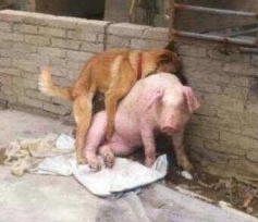 Serial rapist dog on pig