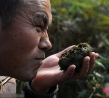 What’s All The Hullaballoo Over Panda Poo Tea?
