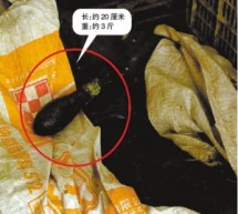 The Squid Bomb Is A Real Thing, Apparently