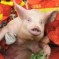 “Astonished-Looking Pig” Carried To Safety In Earthquake-Stricken Area