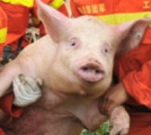 “Astonished-Looking Pig” Carried To Safety In Earthquake-Stricken Area