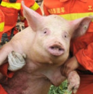 Astonished pig carried to safety in Sichuan zoomed in