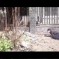 That Video Of Chengguan Chasing A Chicken Has Been Set To The Benny Hill Theme