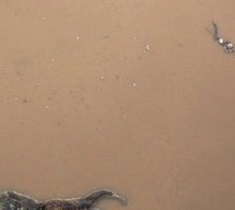 Forget Dead Pigs, And Forget Dead Ducks: Hundreds Of Dead Humans Are In China’s Rivers