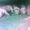 238 Pigs And 89 Dogs “Suddenly Dead” In Chinese Village [UPDATE]