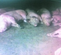 238 Pigs And 89 Dogs “Suddenly Dead” In Chinese Village [UPDATE]