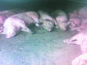 Dead pigs in Luoyang, Henan province