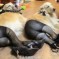 What The Fuck? Oh, It’s Just Dogs In Pantyhose