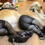 What The Fuck? Oh, It’s Just Dogs In Pantyhose