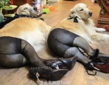 What The Fuck? Oh, It’s Just Dogs In Pantyhose
