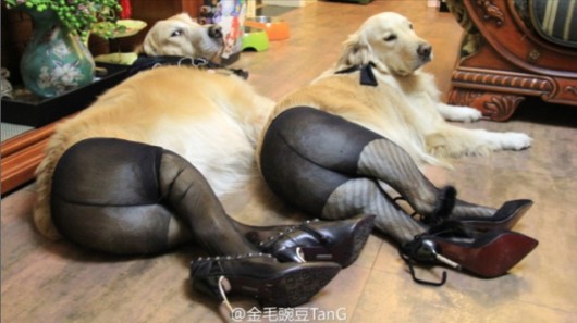 Dogs in pantyhose 1