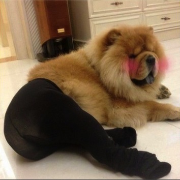 Dogs in pantyhose 3