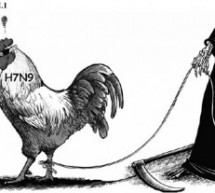 Bird flu roundup: 7th death reported, with escalating infections, but there is some good news