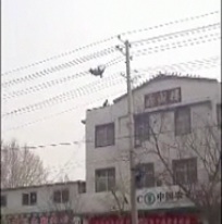 Man falls from electricity wire featured image