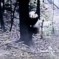 All Of Sichuan’s Pandas Are OK, Including This One That Tried To Climb A Tree During The Earthquake