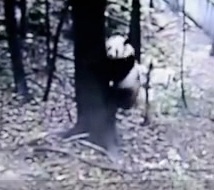 Panda climbs tree to escape Ya'an earthquake featured image