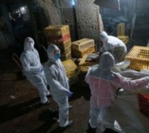 Bird flu roundup: 6 dead, Shanghai poultry market closes, large chicken cull, plus first reported case in Hong Kong