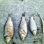 300 Kilograms Of Dead Fish Dredged Out Of Shanghai River [UPDATE]