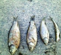 300 Kilograms Of Dead Fish Dredged Out Of Shanghai River [UPDATE]