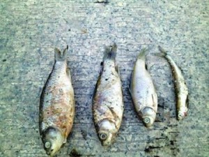 Songjiang dead fish 2