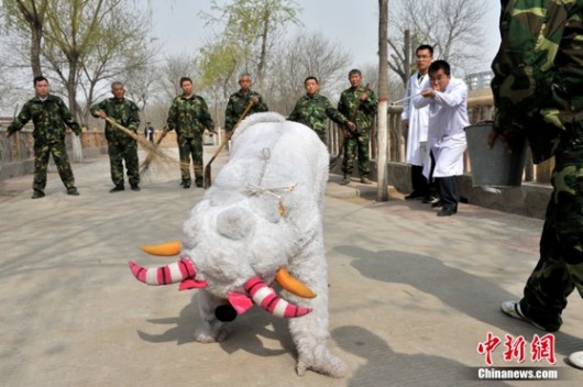 Taiyuan Zoo training - blowdart!