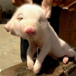 Cute Two-Headed Pig Born In China