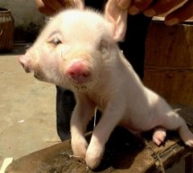Cute Two-Headed Pig Born In China