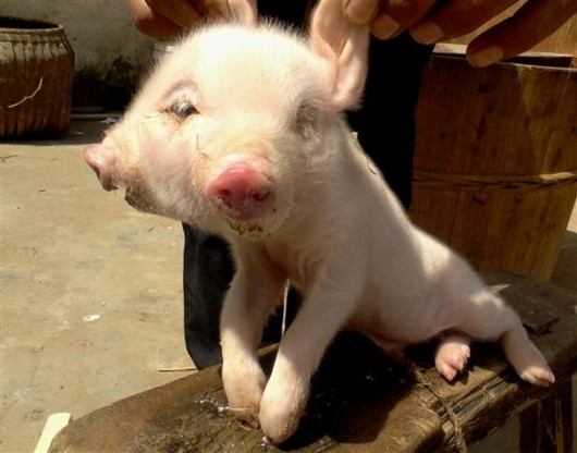 Two headed pig in China