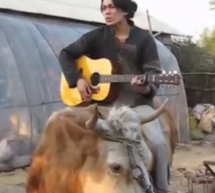 Man Atop Cow Delivers Perfect Rendition Of Justin Bieber’s “Baby”