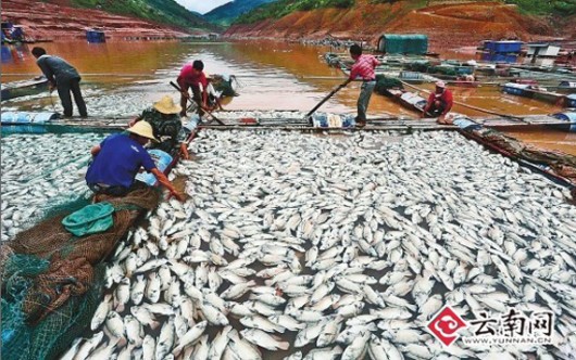 Dead fish in Yunnan tilapia hypoxia