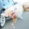 Today In Wonderful Moments In Chinese Media: This Photoshopped Dog And His, Um