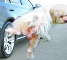 Today In Wonderful Moments In Chinese Media: This Photoshopped Dog And His, Um