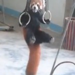 Red panda does pull-ups 2