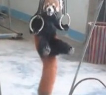 Please Enjoy This Adorable Red Panda Named Firefox Doing Pull-Ups In Fuzhou