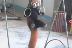 Red panda does pull-ups 2