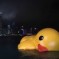RUBBER DUCK DOWN