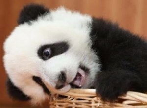 Chillin Baby Panda featured image