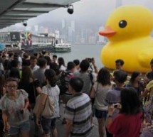 The Duck Has Left Victoria Harbor