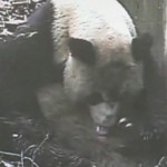 Panda Gives Birth To Year’s First Panda Twins