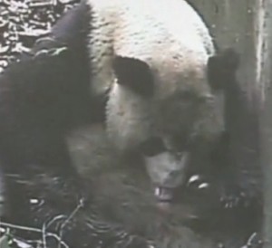 Panda gives birth to twins