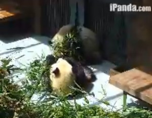 24-hour panda cam