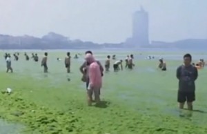 Algal bloom in Qingdao