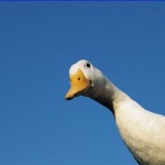 Geese fight crime in Xinjiang