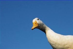 Geese fight crime in Xinjiang