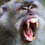 Monkey with teeth