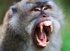 Monkey with teeth
