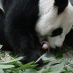 Panda cub in Taiwan