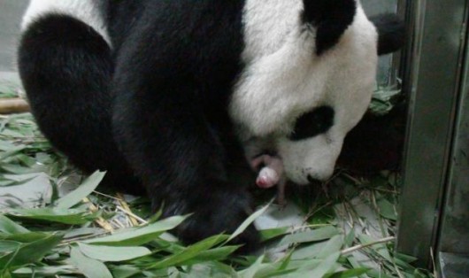 Panda cub in Taiwan